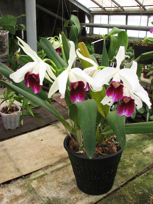 Laelia purpurata.jpg