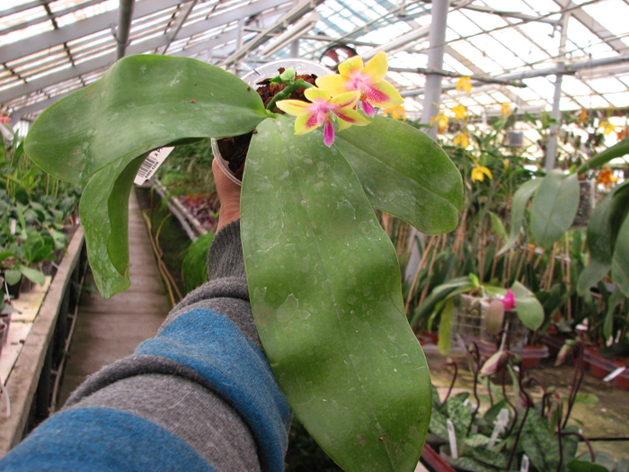 Phalaenopsis (speciosa 'c-1' x violacea) x Phalaenopsis LD's Bear Queen.jpg