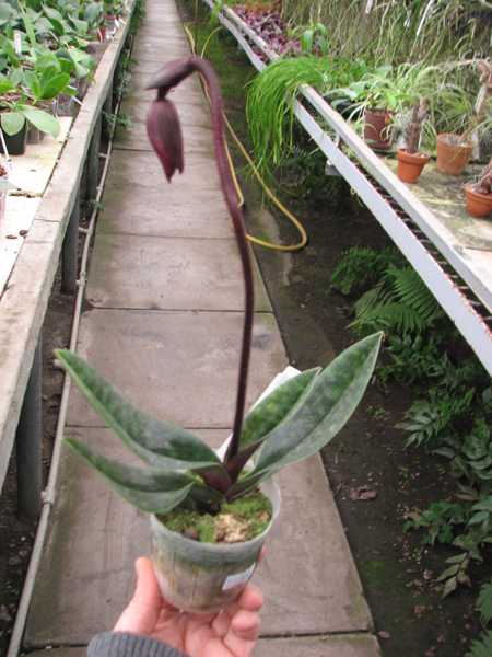 Paphiopedilum Maudiae vinicolor.jpg