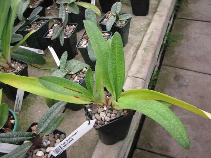 Paphiopedilum (Lady Isabel x godefroyae).jpg