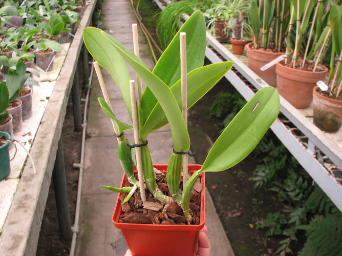 Cattleya Sea Breeze 'Blue Ribbon'.jpg
