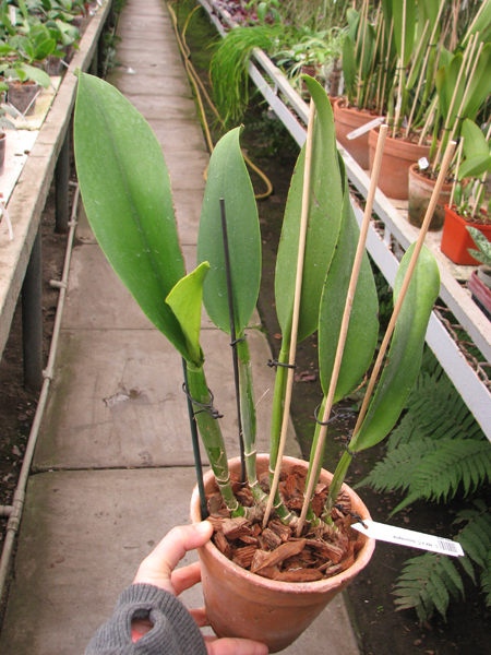 Cattleya rex x Cattleya mooreana.jpg