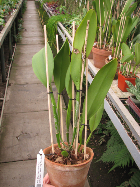 Brassolaeliocattleya Chan Hsiu Gold 'Fuji'.jpg