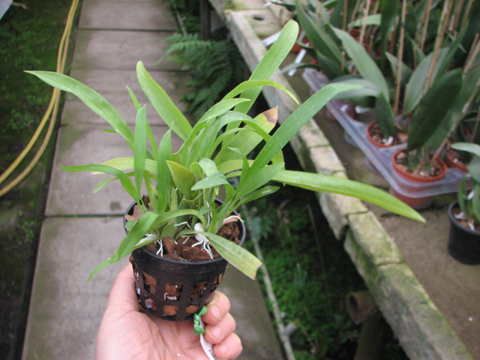 Oncidium Twinkle 'Red Fantasy.jpg