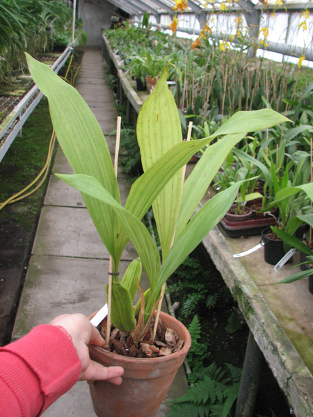 Coelogyne pandurata.jpg