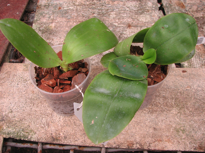 Phalaenopsis Lea Maria Salazar.jpg