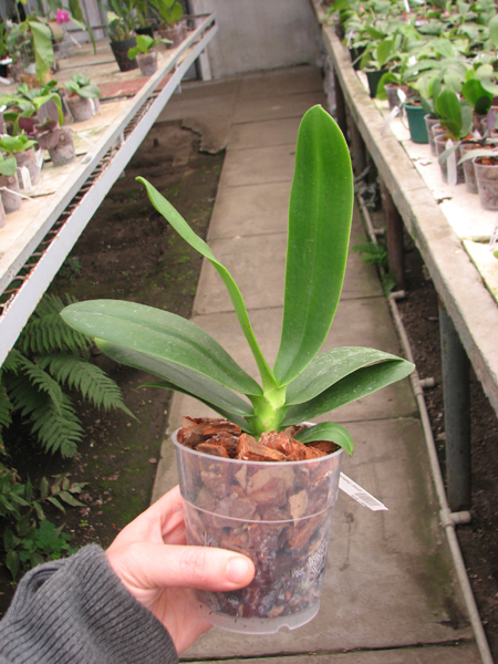 Sedirea japonica.jpg