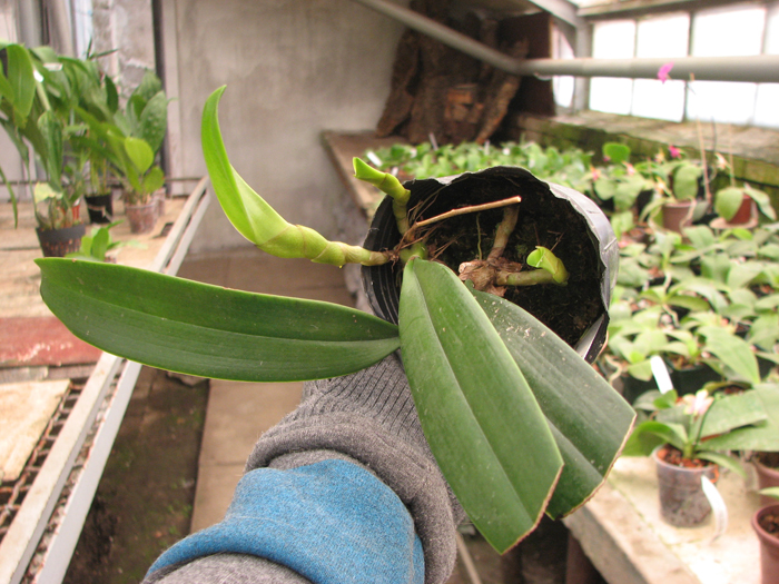 Bulbophyllum longissimum.jpg