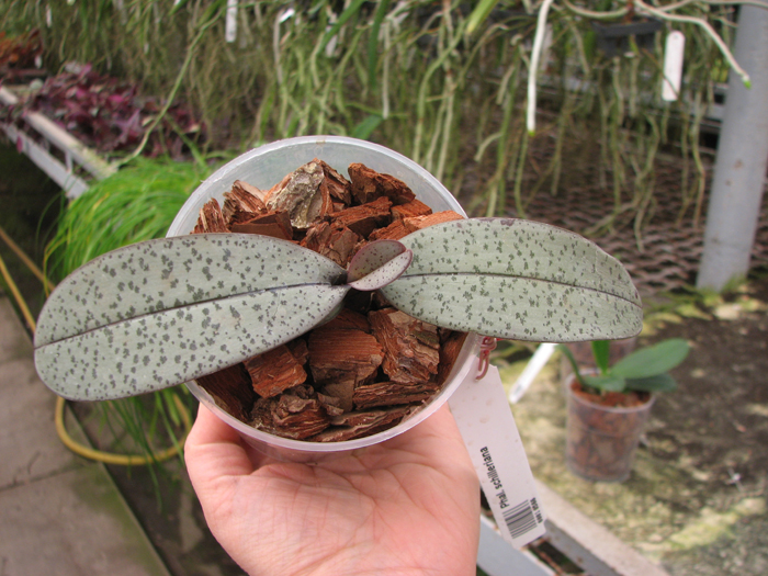 Phalaenopsis schilleriana.jpg