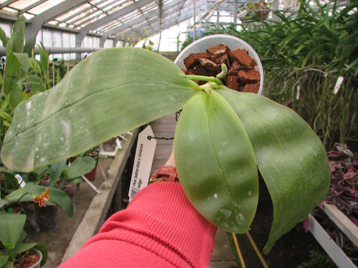 Phalaenopsis bellina blue x violacea indigo.jpg