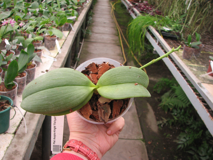 Phalaenopsis Auspice Knight 'Malayan'.jpg