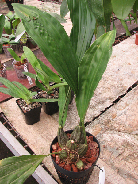 Stanhopea jenischiana.jpg
