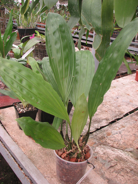 Stanhopea candida.jpg