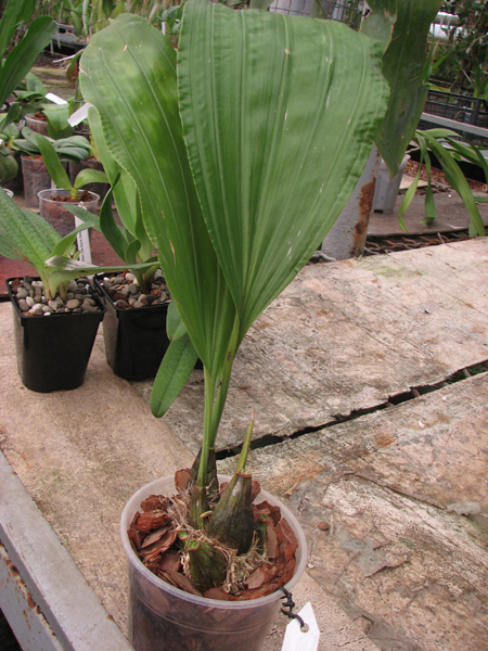 Stanhopea tricornis.jpg