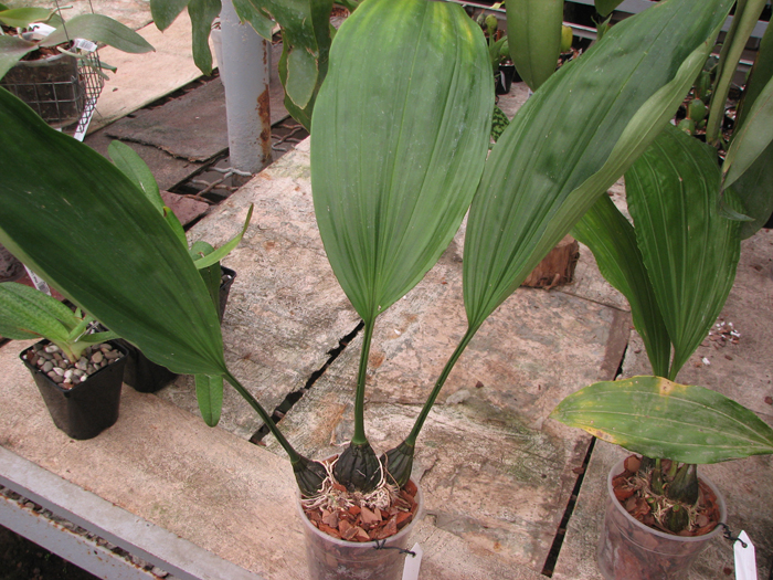 Stanhopea wardii.jpg
