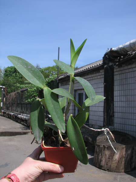 Cattleya Walkerinter coerulea.jpg