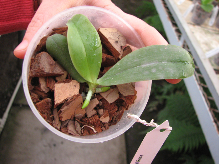 Phalaenopsis Dou-dii Rose.jpg