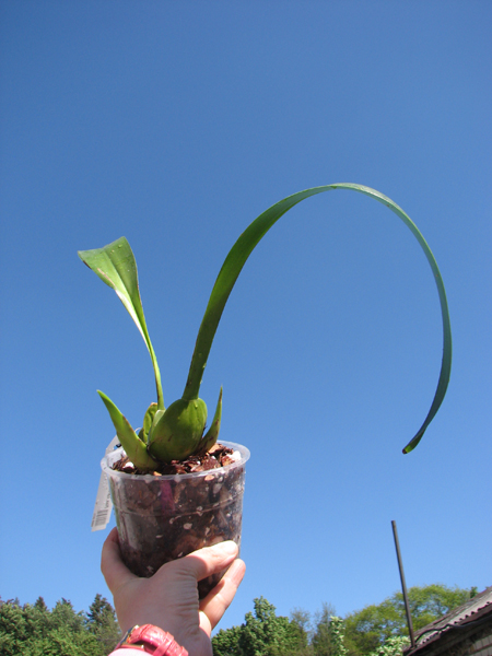 Maxillaria carolii.jpg