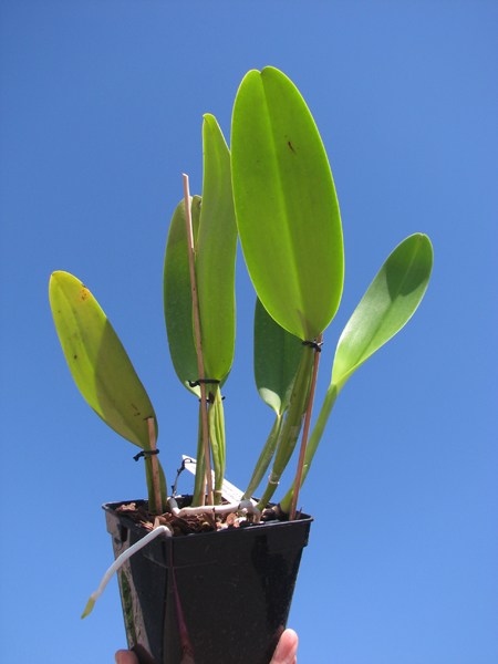 Cattleya warneri suavissima 'Ricardo Bells' x Cattleya warneri alba 'Perim'.jpg
