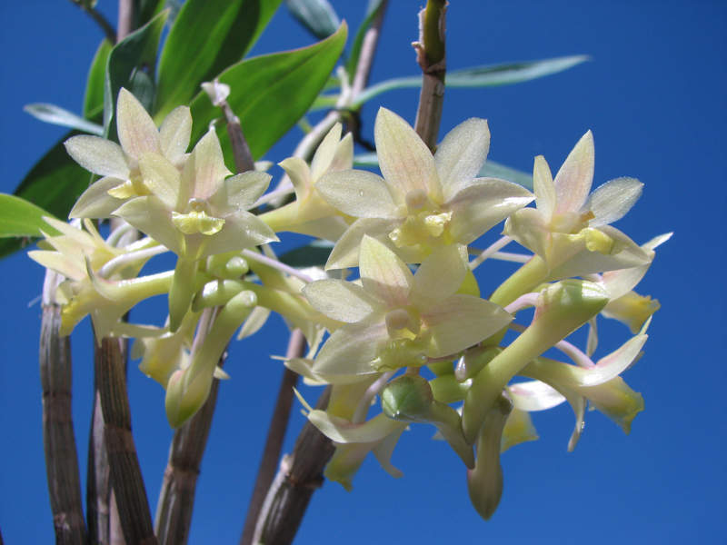 Dendrobium ionopus.jpg