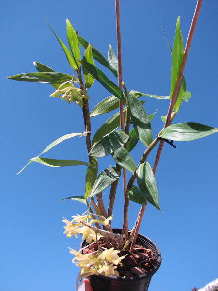 Dendrobium ionopus.jpg