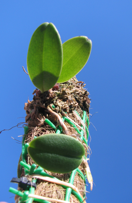 Bulbophyllum sigaldiae.jpg