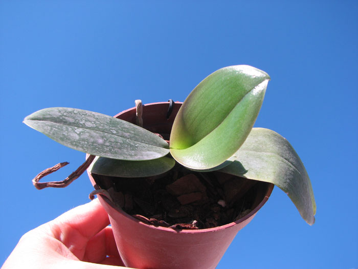 Phalaenopsis Ld's Bear Queen x (Dtps Ho's Leamon Squash x Sogo Nihou).jpg