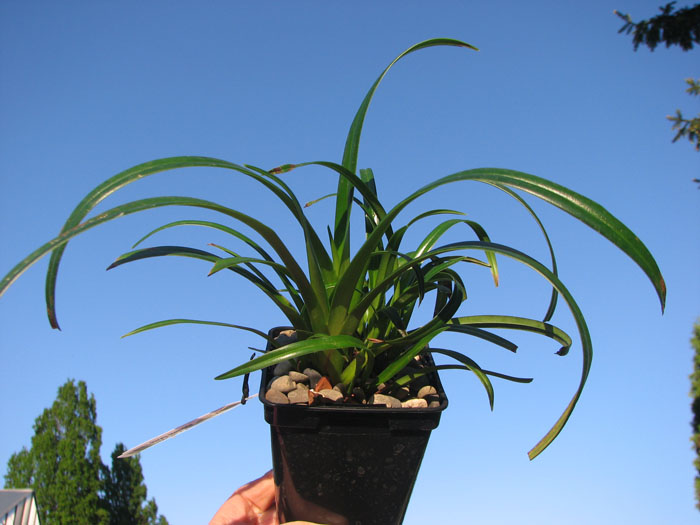 Phragmipedium Memoria Garren Weaver.jpg