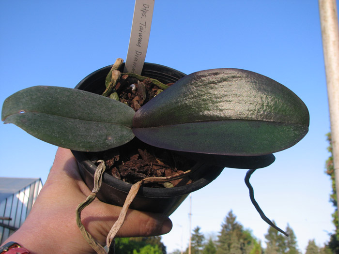 Doritaenopsis Taiwan Diamond '0-1'.jpg