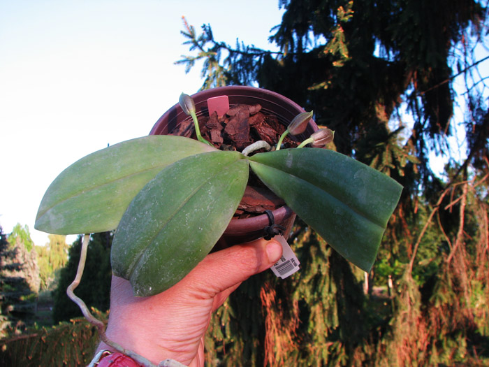 Phalaenopsis Coral Isles x Phalaenopsis corningiana.JPG