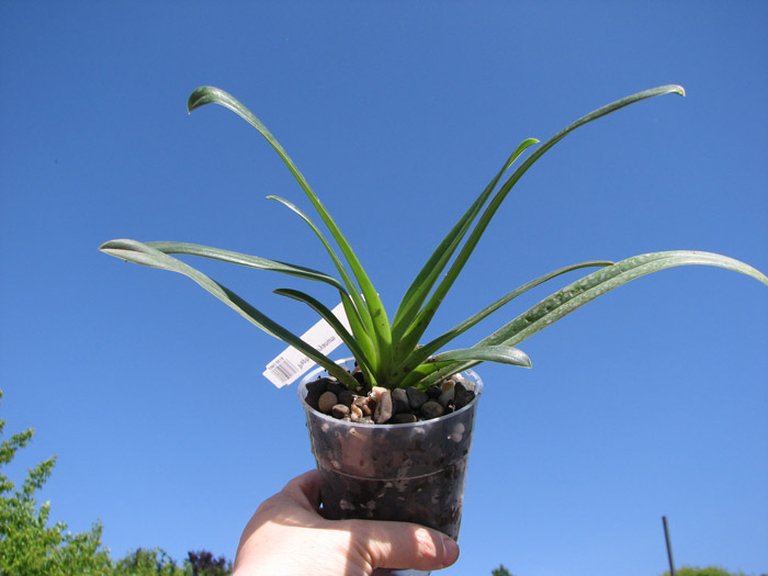 Paphiopedilum henryanum.jpg