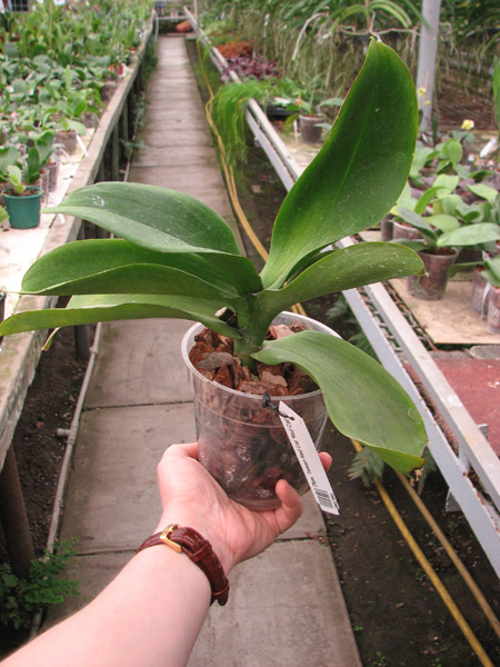 Doritaenopsis Taiwan Red Cat 'Red Cat'.jpg