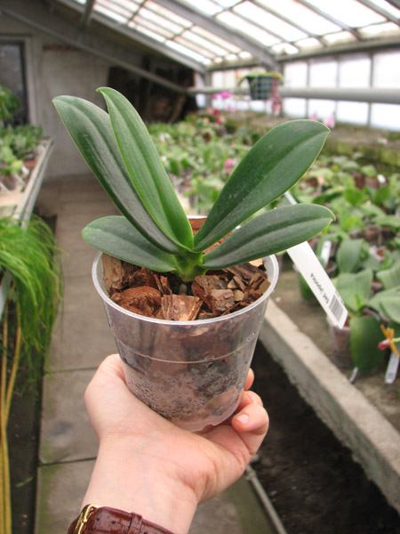 Sedirea japonica.jpg