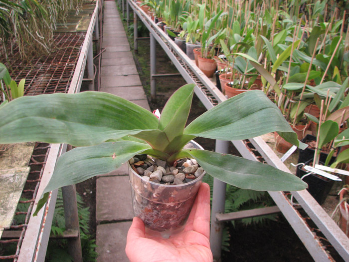 Paphiopedilum moquetteanum.jpg