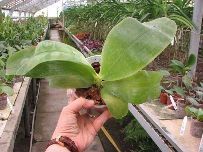 Phalaenopsis Samera 'Blue'.jpg