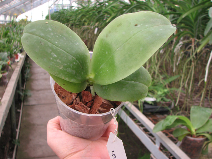Phalaenopsis KS Happy Eagle 'LD' x Phalaenopsis bellina 'LD'.jpg