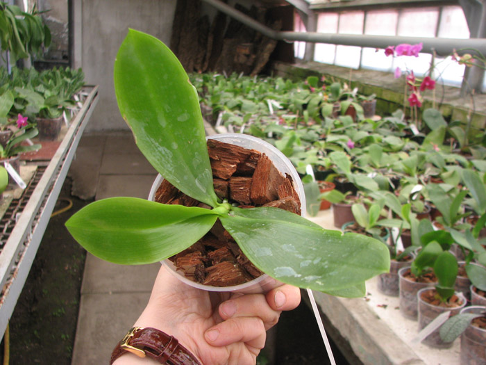 Phalaenopsis tetraspis 'C#1'.jpg