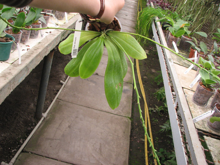 Phalaenopsis tetraspis.jpg
