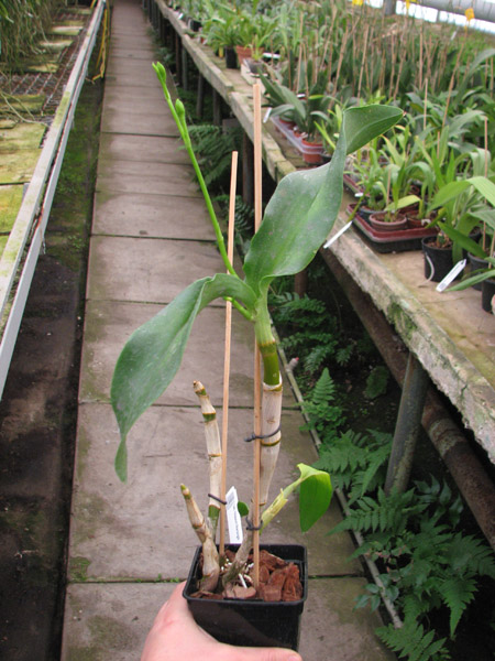 Dendrobium Nopporn Starbright.jpg