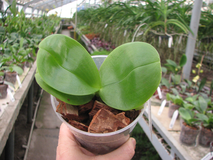 Phalaenopsis Ld Bellina Eagle x Prima.jpg
