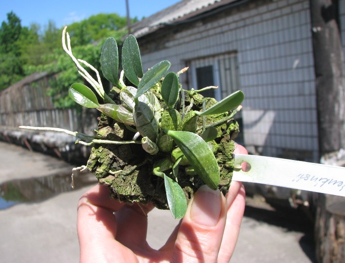Dendrobium jenkinsii.JPG