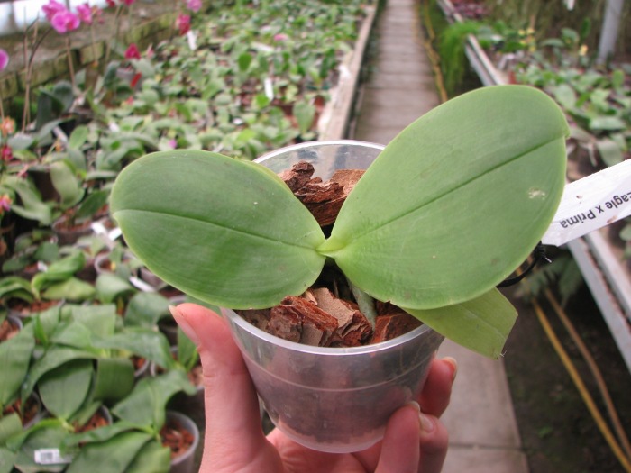 Phalaenopsis Ld Bellina Eagle x Prima.JPG