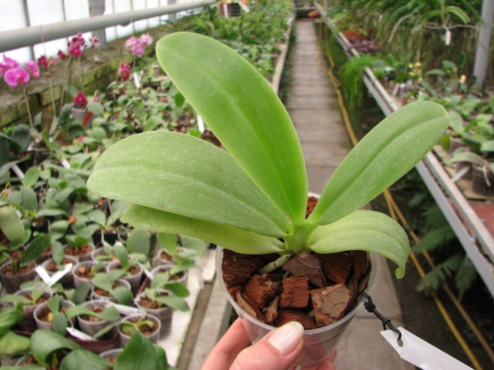 Phalaenopsis pulchra.JPG
