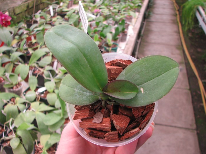 Phalaenopsis (Yu Pin Fire Work 'Big Lip' x Tai LiN Redangel 'V31') Big Lip.JPG