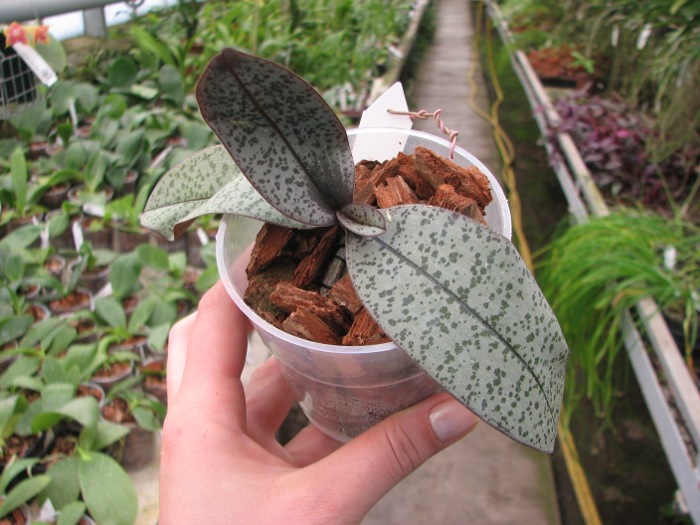 Phalaenopsis schilleriana.JPG