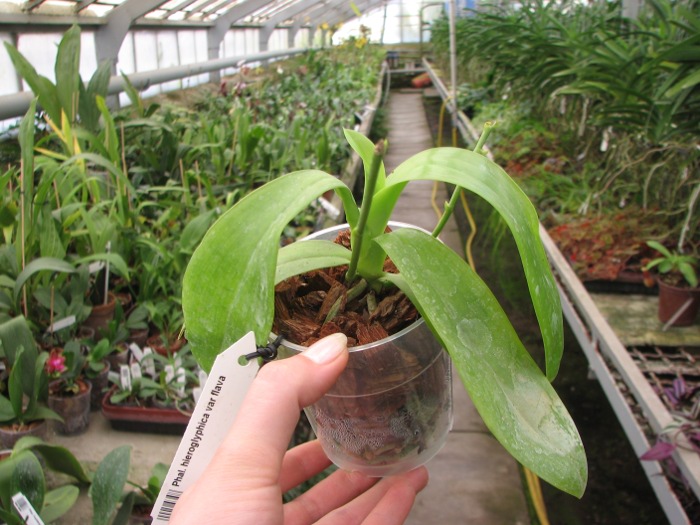 Phalaenopsis hieroglyphica var flava.JPG