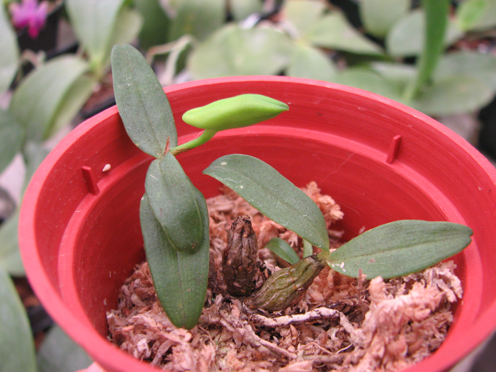 Dendrobium christyanum.jpg