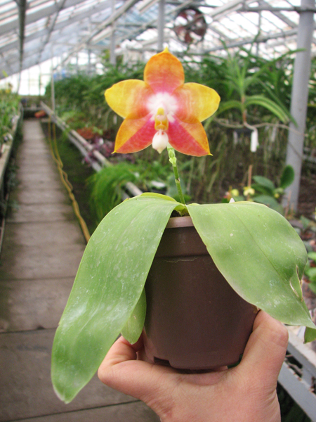 Phalaenopsis amboinensis x Phalaenopsis Penang Girl.jpg
