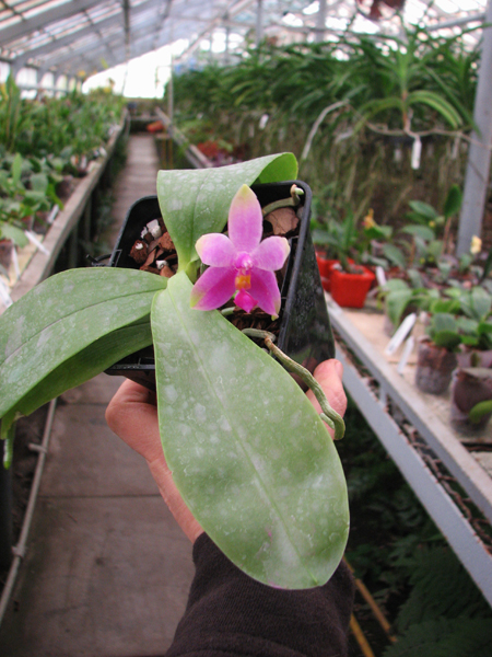 Phalaenopsis violacea 'Red'.jpg