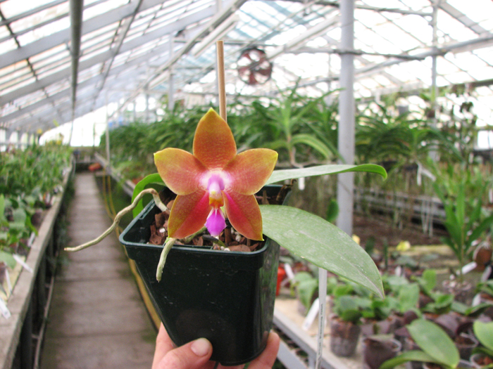 Phalaenopsis Penang Girl.jpg